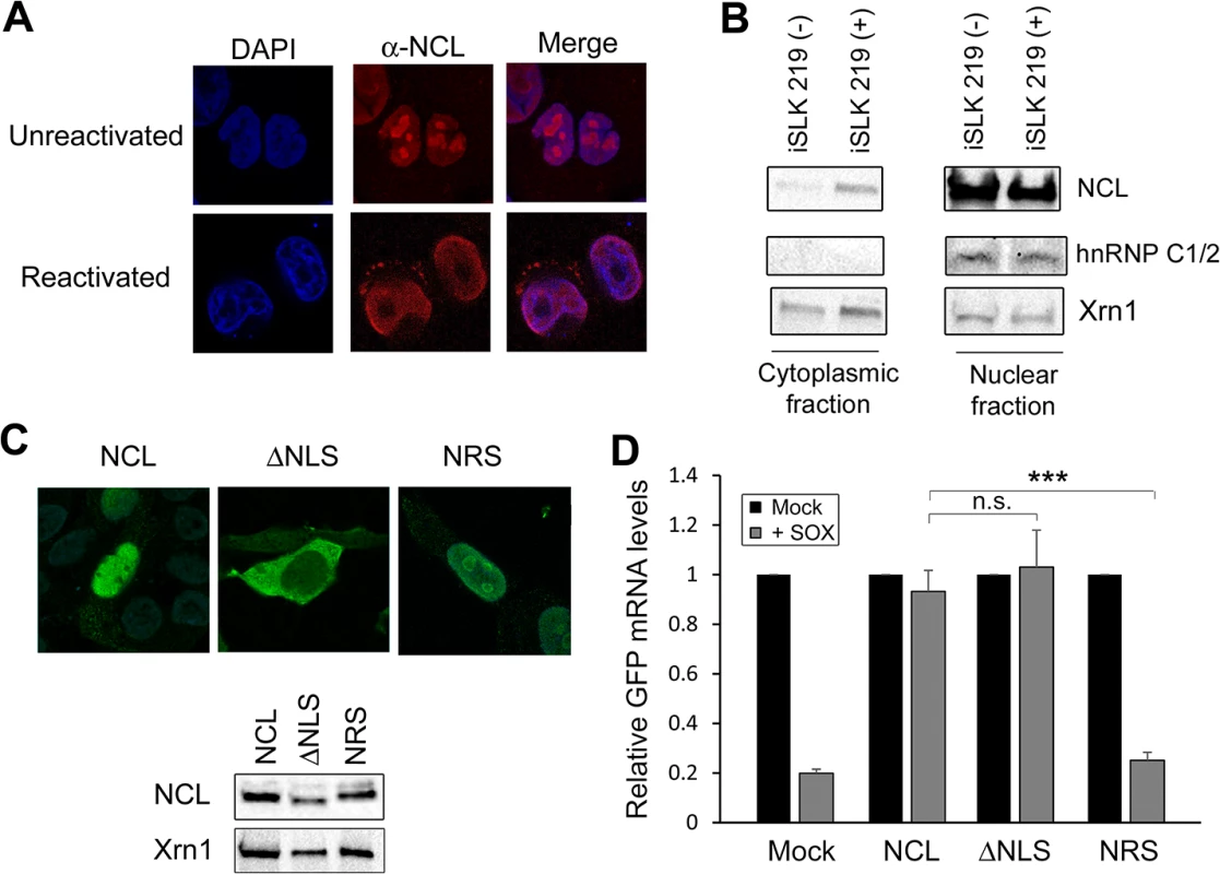 NCL is relocalized to the cytoplasm where it is required for IL-6 escape.