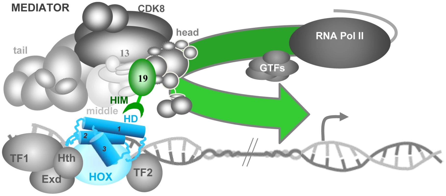 Model for the role of Med19 at the interface of Hox and MED.