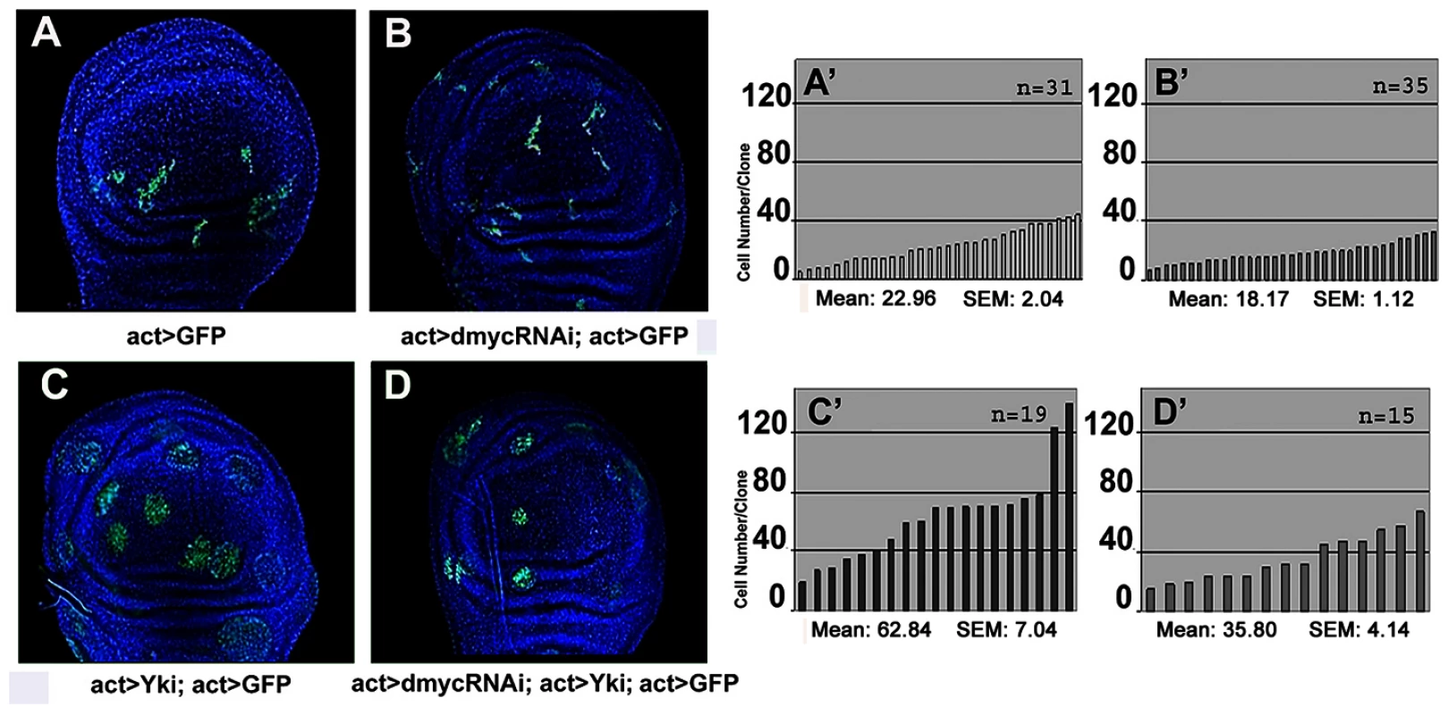 dMyc boosts the proliferative abilities of <i>yki</i><sup>over</sup> cells.