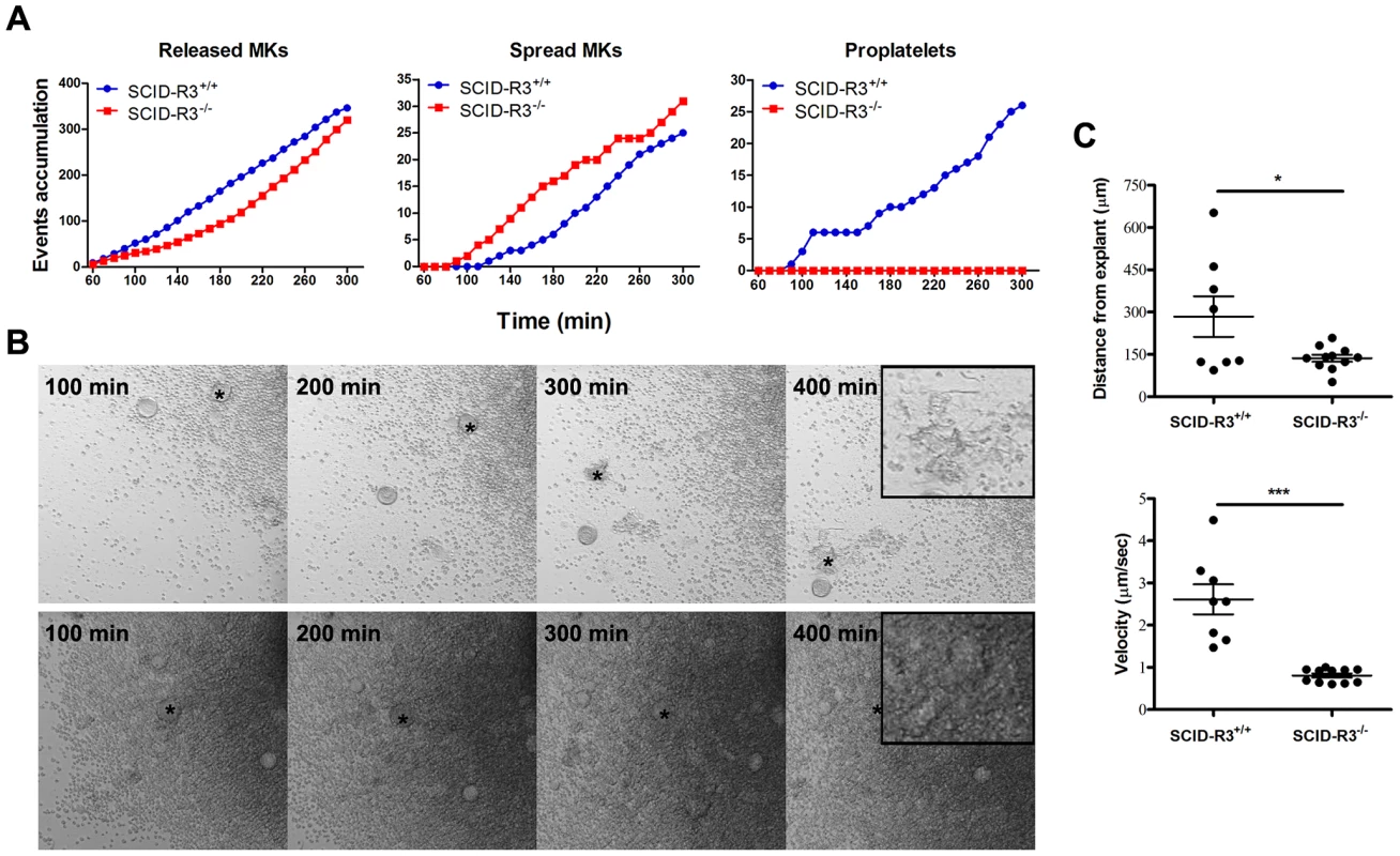 Altered SCID-Rasa3<sup>−/−</sup> megakaryocyte motility, adhesion and differentiation into proplatelet forming megakaryocytes.