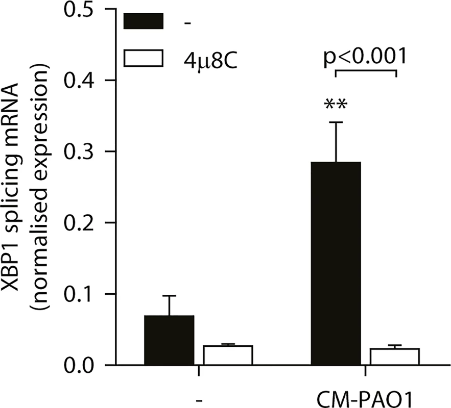 Splicing of XBP1 mRNA is dependent on the ER stress responsive kinase IRE1α.