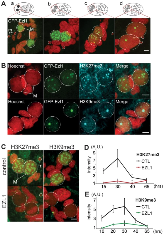 EZL1 is required for H3K27me3 and H3K9me3 in the developing somatic MAC.