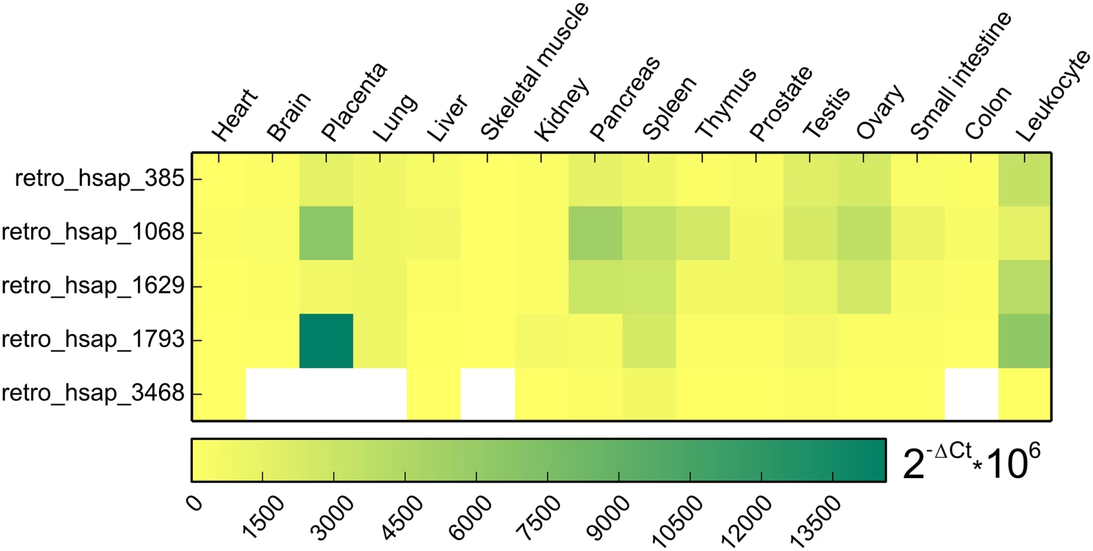 Heat map representing expression pattern of five retrogenes based on qPCR.