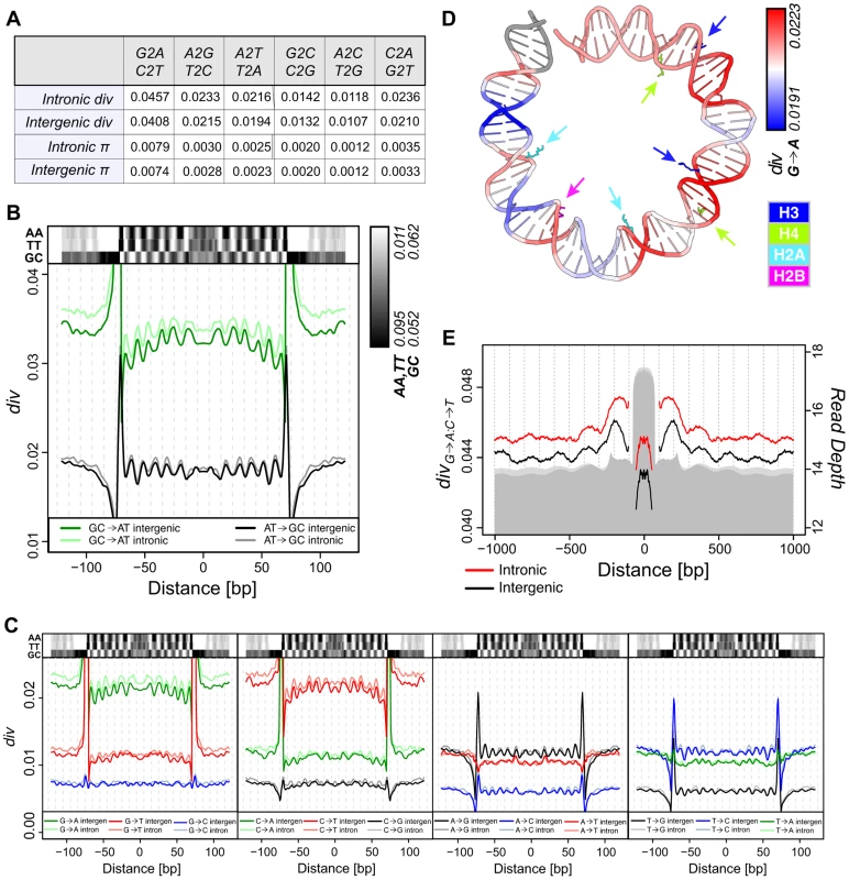 Divergence on the <i>melanogaster</i> lineage mirrors nucleosome sequence preferences.
