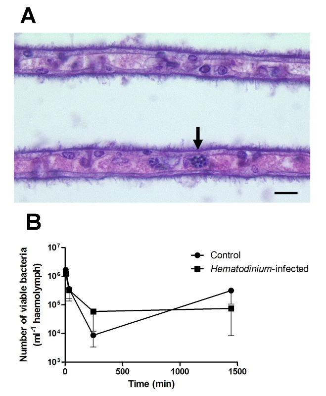 Experimental exploration of the interaction between <i>Hematodinium</i> and its host.