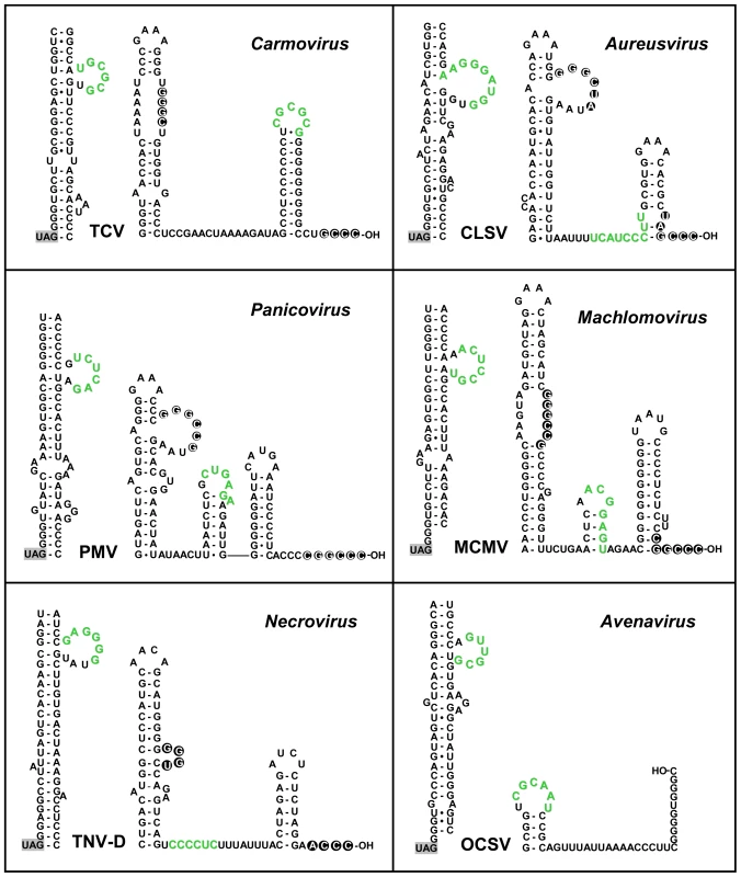 Conservation of potential PRTE-DRTE-like interactions in members of the family Tombusviridae.