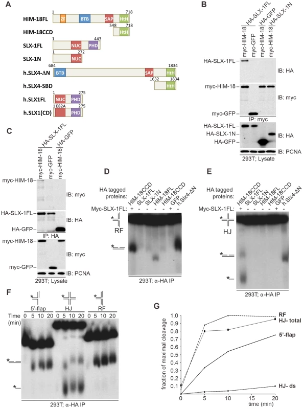<i>C. elegans</i> SLX-1 cleaves branched substrates in a HIM-18–dependent manner.
