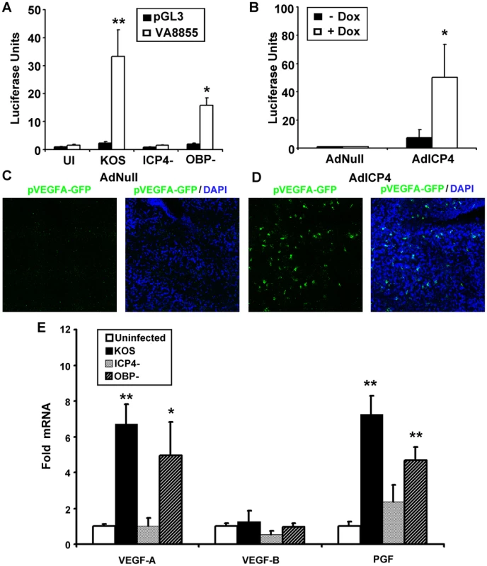 ICP4 expression is required and sufficient to drive VEGF-A transcription.