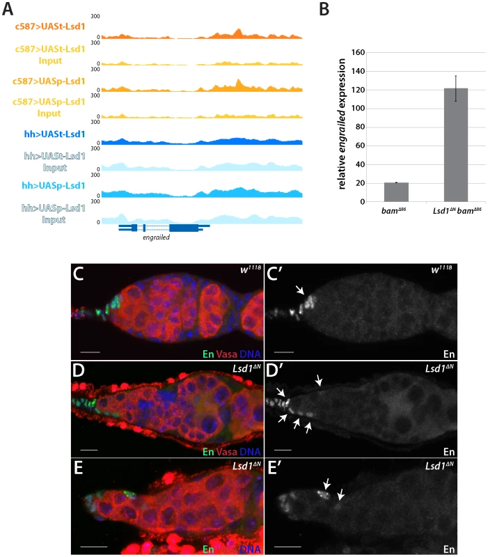 Lsd1 silences <i>engrailed</i> in the escort cells.