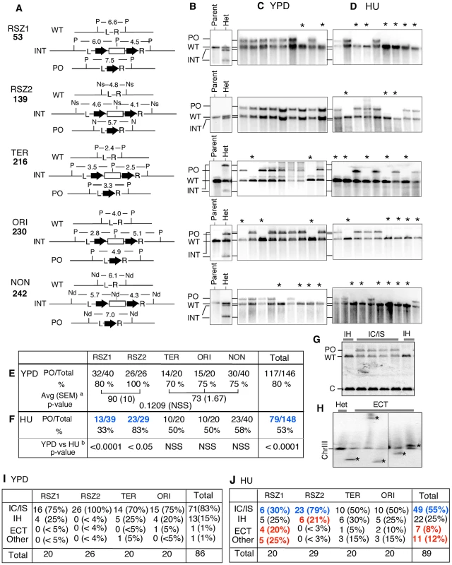 Intrachromatid and intersister (IC/IS) bias in <i>URA3</i> inactivation.