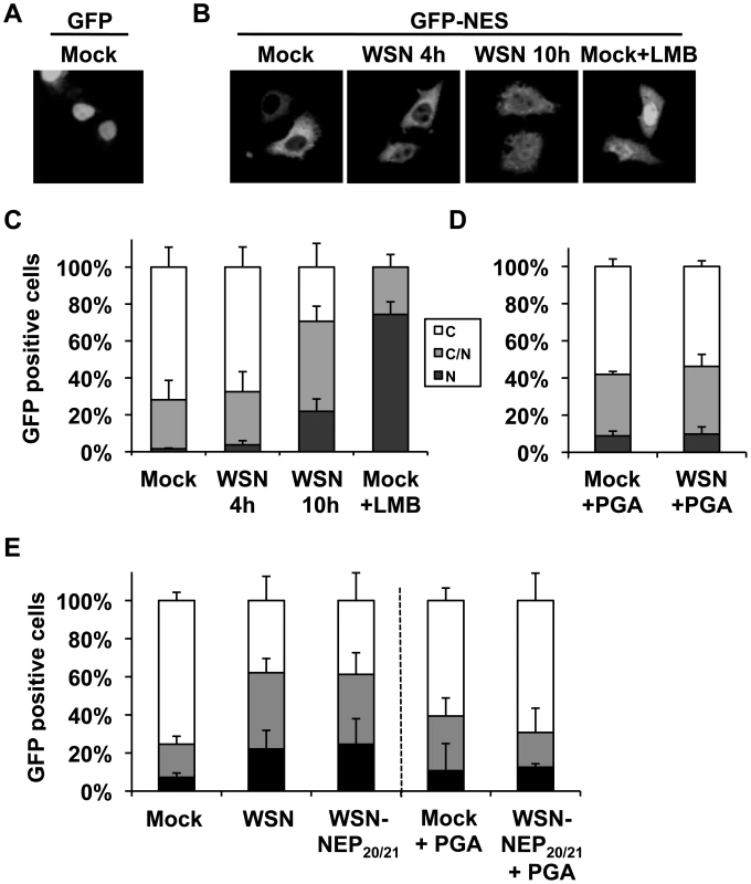 Influenza infection impairs nuclear export of a Crm1-dependent protein.