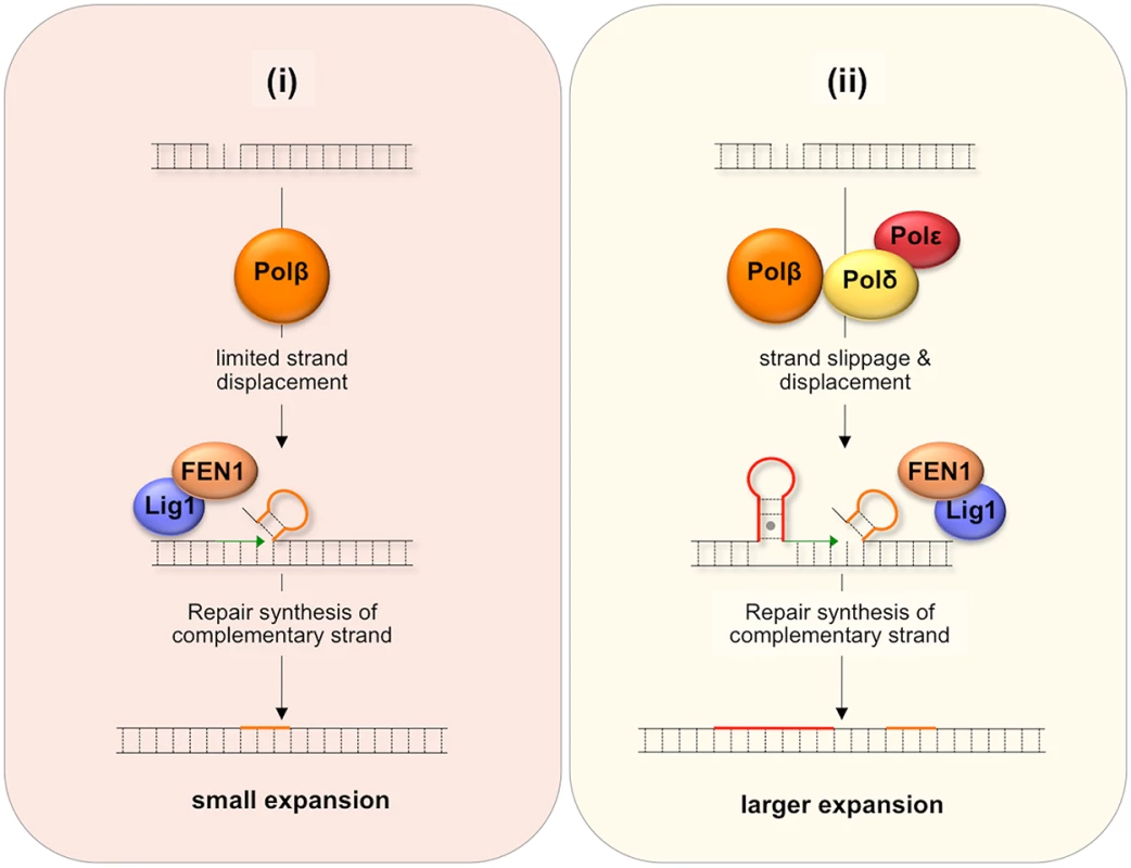 Model for BER-mediated repeat expansion in the FX PM mouse.