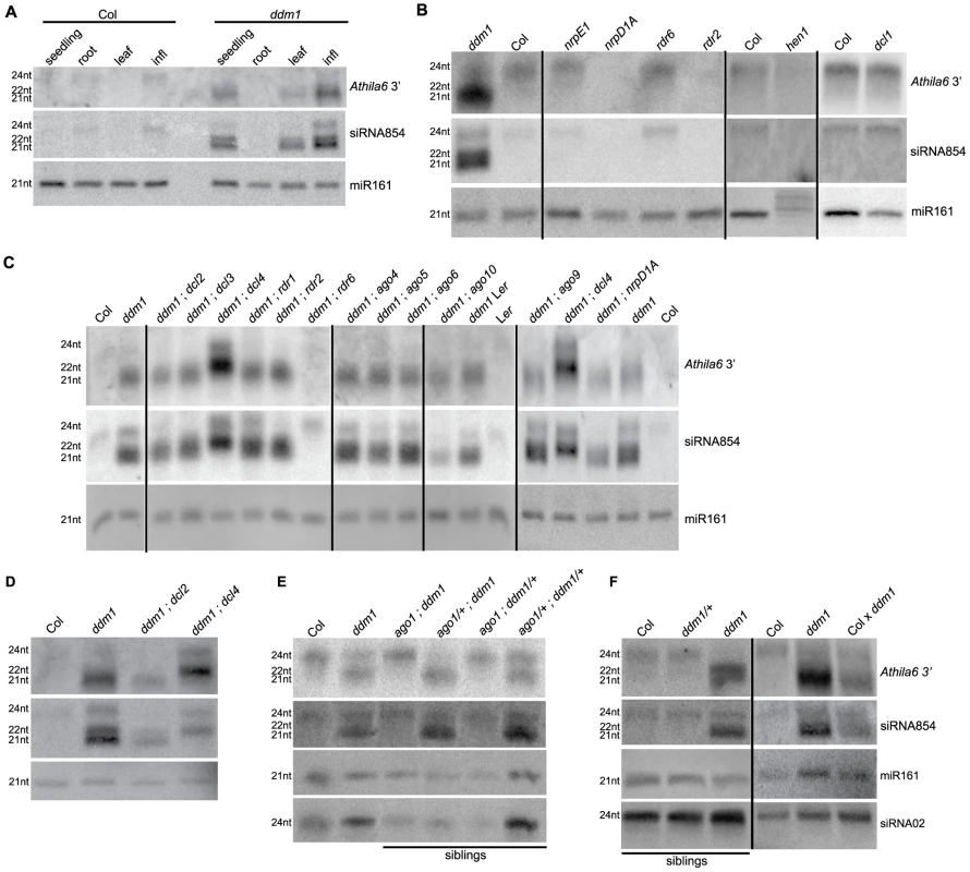 Biogenesis of <i>Athila6</i> siRNAs and siRNA854.