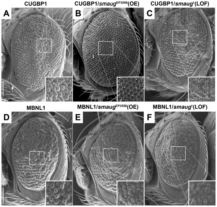 Smaug interacts genetically with CUGBP1 but not with MBNL1.