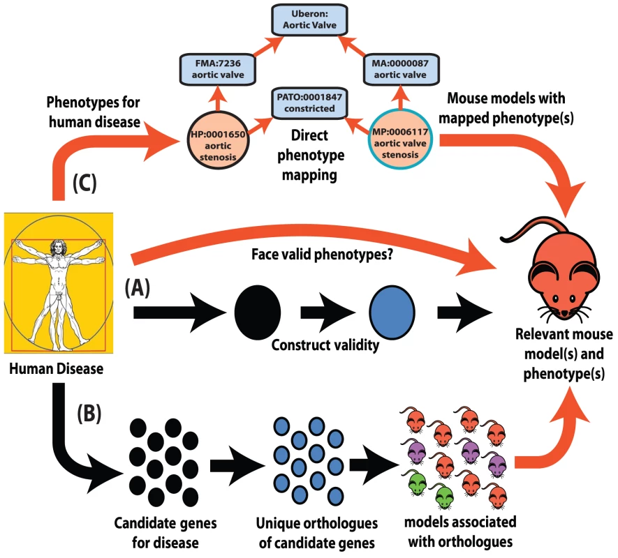 Interspecies phenotype mapping strategies.