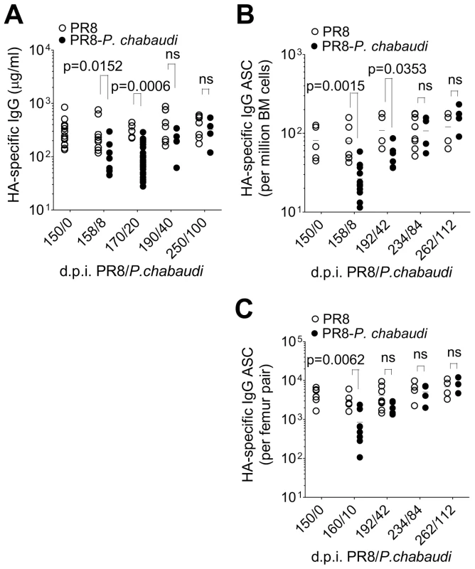 Return of HA-specific IgG and HA-specific IgG ASC to bone marrow at late time points after <i>P. chabaudi</i> infection.