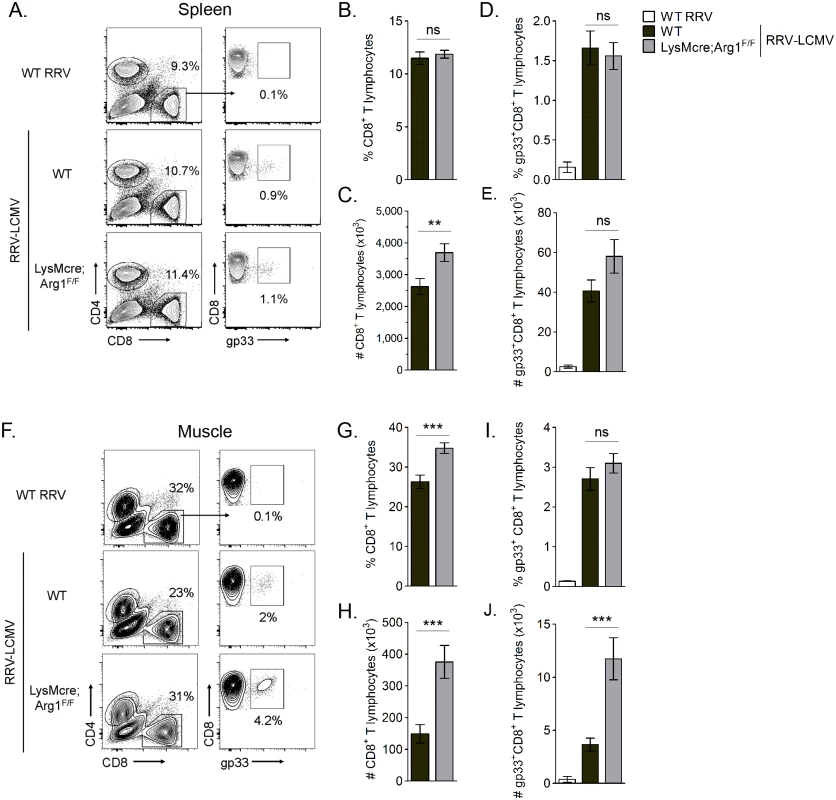 LysMcre;Arg1<sup>F/F</sup> mice have significantly more virus-specific CD8<sup>+</sup> T cells in inflamed muscle tissue than WT mice at 10 dpi.