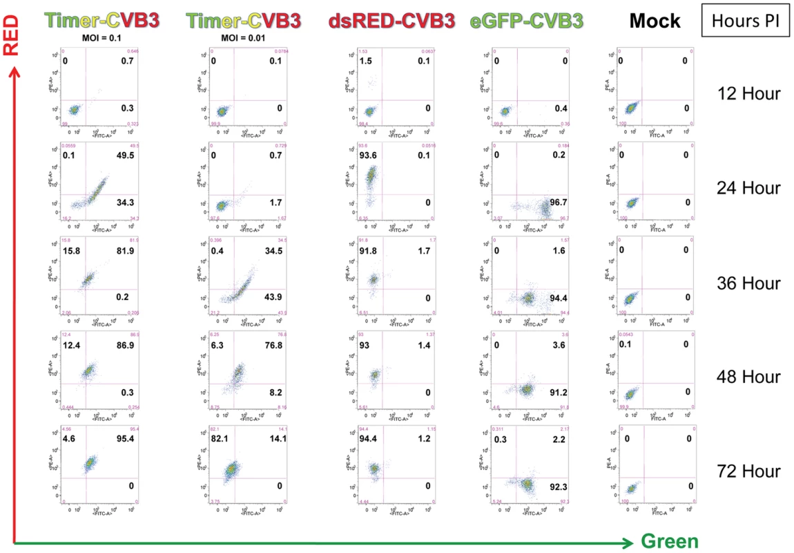 HeLa Cells infected with Timer-CVB3 slowly change fluorescence from green to red as determined by flow cytometric analysis.