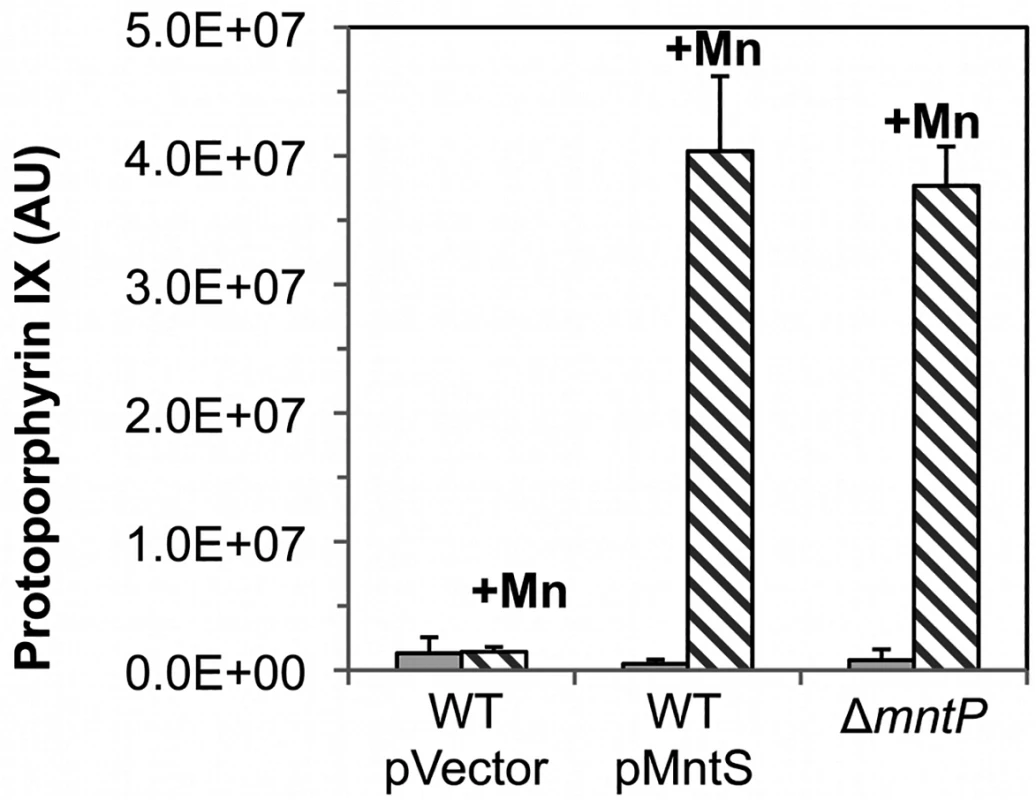 Ferrochelatase is inhibited by excess manganese.