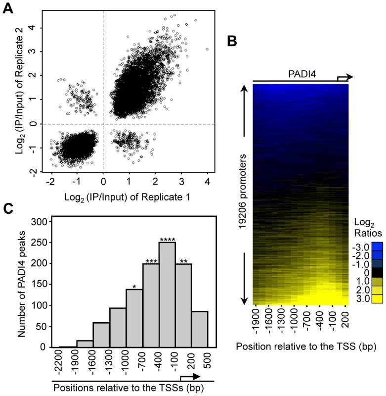 PADI4 is enriched in the gene promoter region near the TSSs.