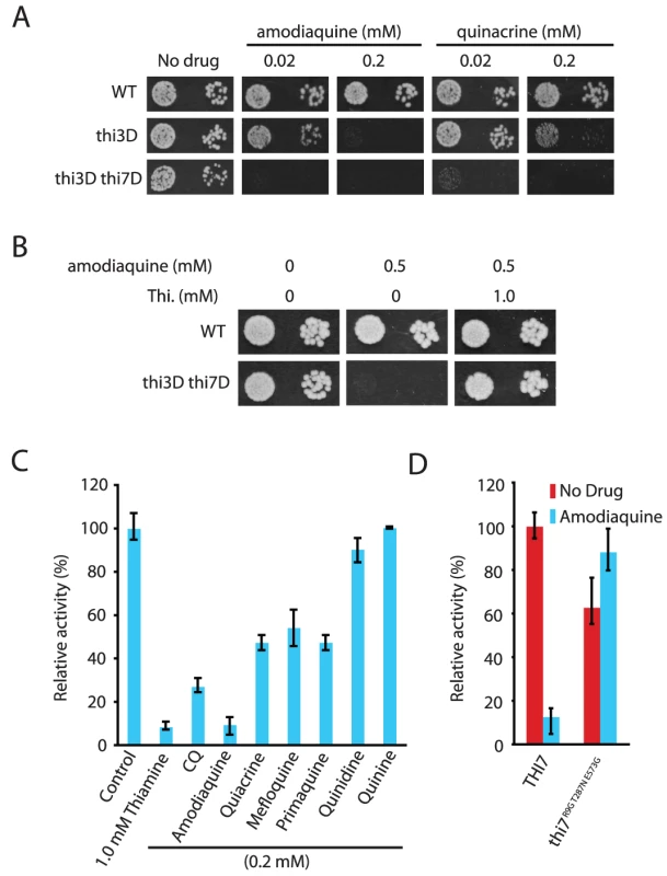 Other antimalarials inhibit thiamine transporters.