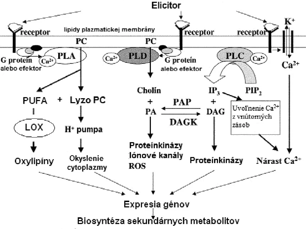 (Fosfo)lipidová signalizácia v rastlinách (DAG – diacylglycerol, DAGK – diacylglycerolkináza, IP<sub>3</sub> – inozitol-1,4,5-trifosfát, LOX – lipoxygenáza, PA – kyselina fosfatidová, PAP – fosfatáza kyseliny fosfatidovej, PC – fosfatidylcholín, PIP2 – fosfatidylinozitol-4,5-difosfát, PLA – fosfolipáza A, PLC – fosfolipáza C, PLD – fosfolipáza D, PUFA – polynenasýtené mastné kyseliny, ROS – „reactive oxygen species“= reaktívne formy kyslíka) (upravené podľa <sup>38)</sup>)