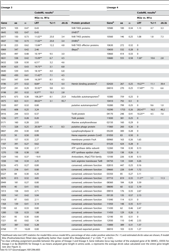 Common genes of lineage 3 and lineage 4 with average <i>d</i>n/<i>d</i>s values (ω) ≥0.25 and results of the CodeML analysis.
