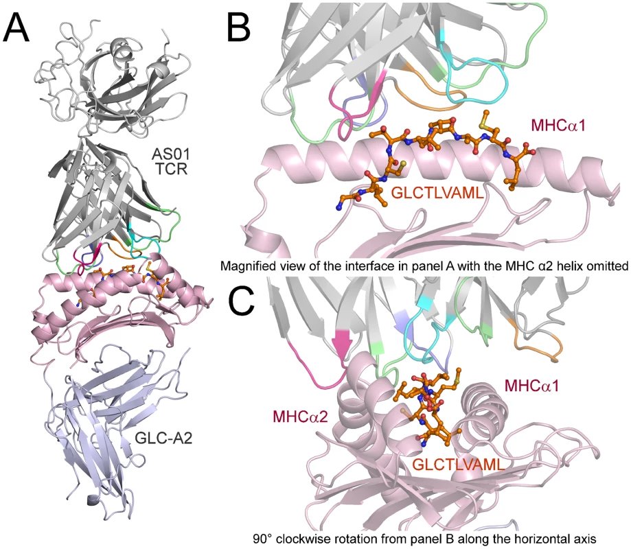 Overview of the AS01-GLC-A2 complex structure.