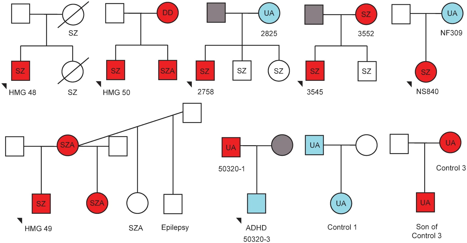 Family trees depicting transmission of 15q11.2-q13.3 duplications and neuropsychiatric phenotypes.