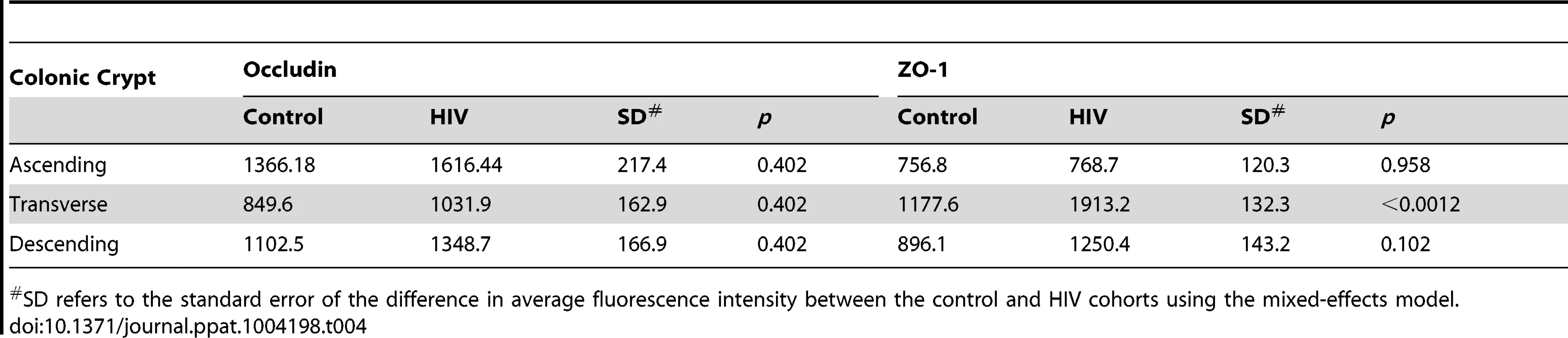 Average fluorescence intensity for occludin and ZO-1 staining of colonic crypt epithelium sections.
