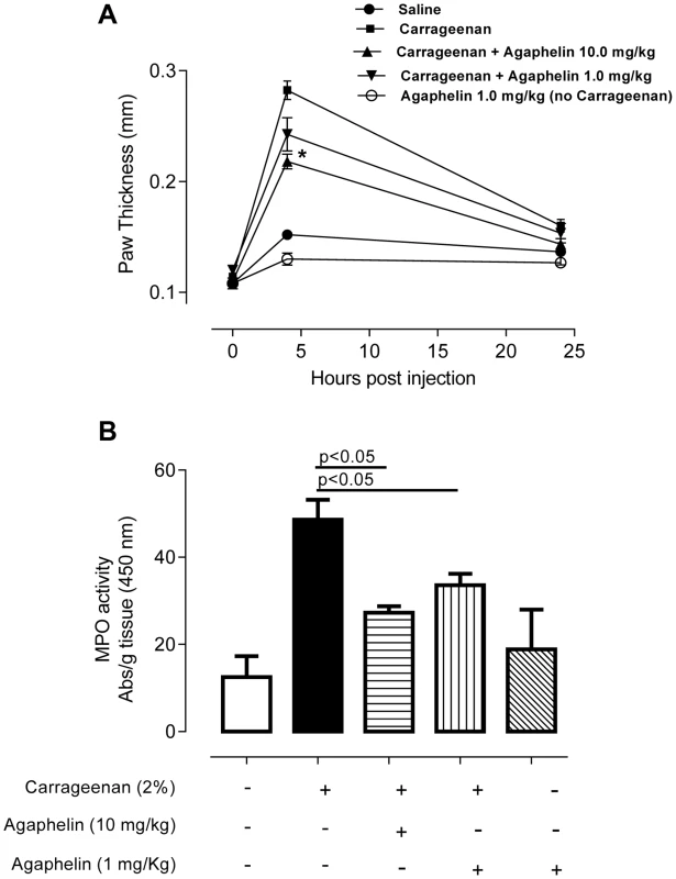 Agaphelin inhibits inflammation and neutrophil accumulation <i>in vivo</i>.