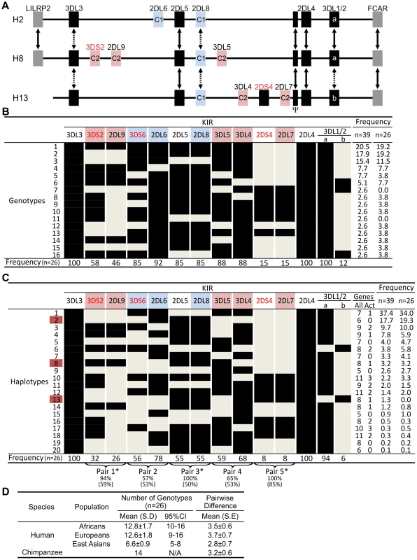 Chimpanzee and human <i>KIR</i> genotypes are comparably diverse.
