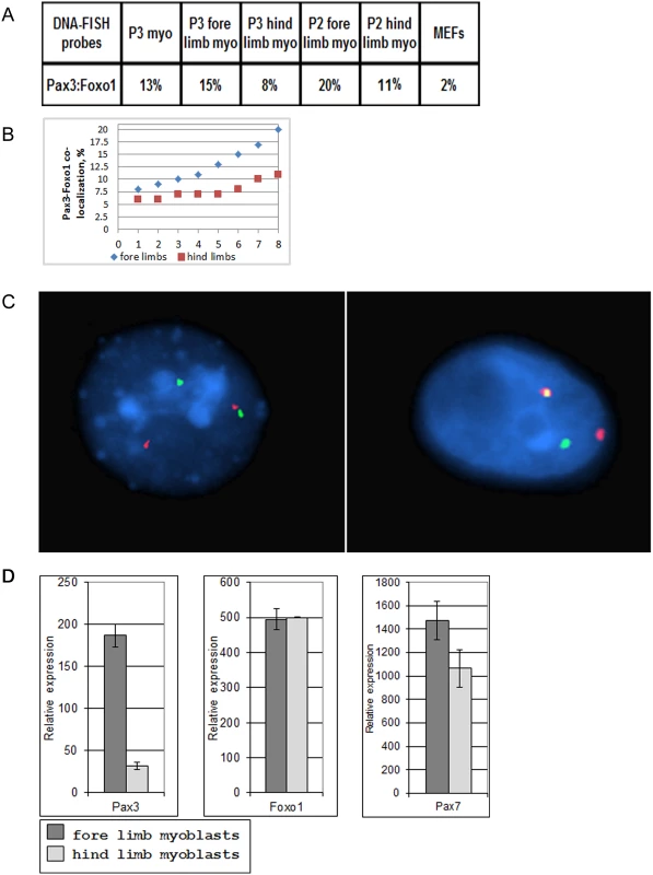 Co-localization of <i>Pax3</i> and <i>Foxo1</i> in primary mouse myoblasts.