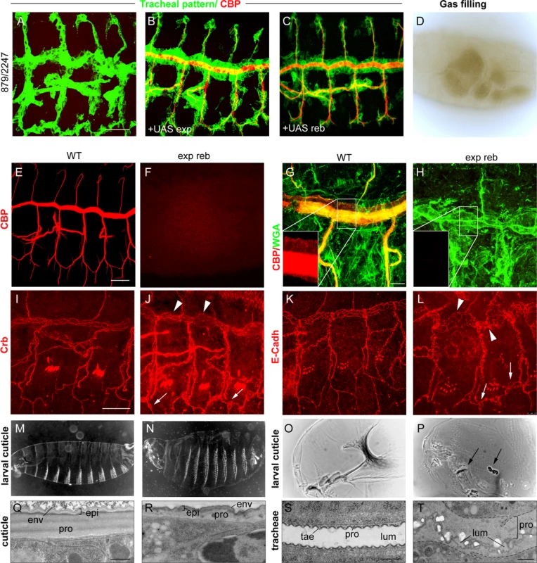Phenotypes of <i>exp reb</i> mutants.