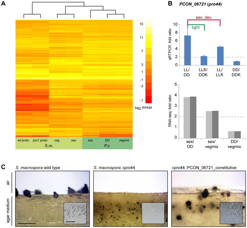 Comparative transcriptome analysis with <i>S. macrospora</i>, and functional conservation of the transcription factor gene <i>PCON_06721</i>.