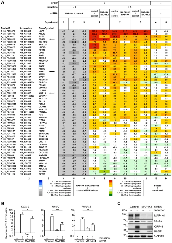 Identification of cellular genes regulated by MAP4K4 signalling in KSHV-infected endothelial cells.