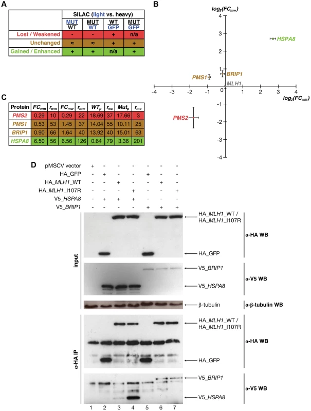 Identifying interactions of Mlh1 that are affected by the I107R mutation using SILAC-based mass spectrometry.