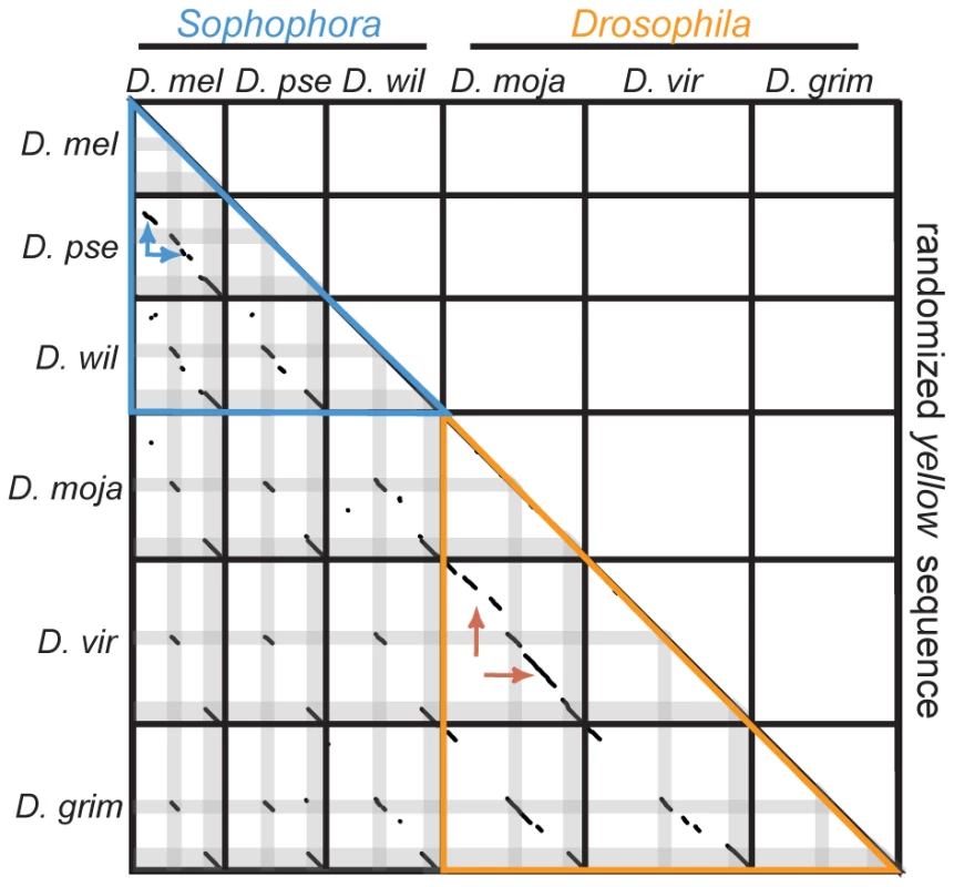<i>yellow</i> sequences show no evidence of large duplications or transpositions.