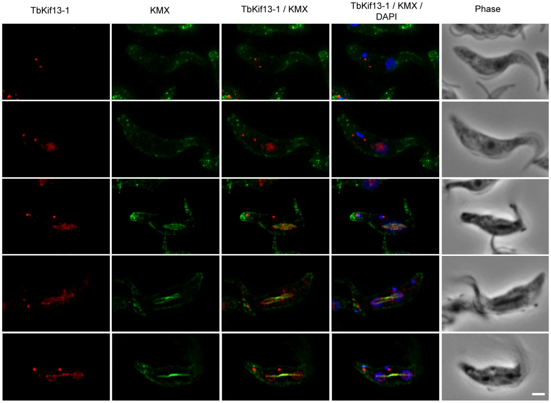 Cell cycle dependent localisation of TbKif13-1.