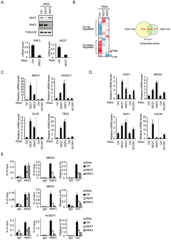 REST is required for PRC1 binding and the maintenance of H3K27Me3.