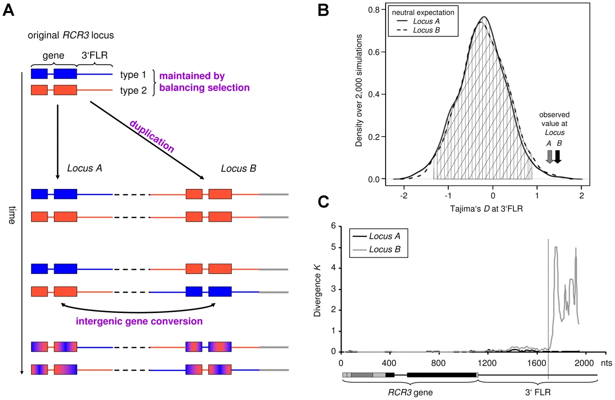 Evolutionary history of the <i>RCR3</i> gene family (<i>Locus A</i> and <i>B</i>).