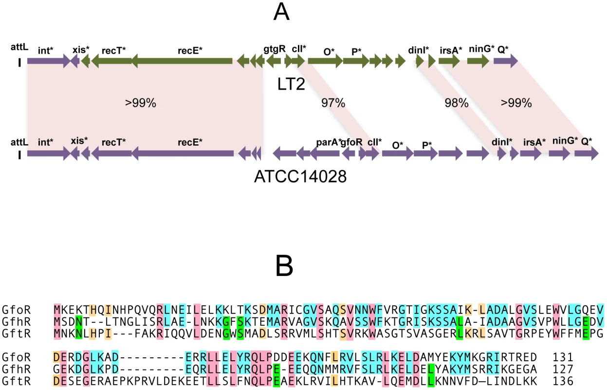 Variability of Gifsy phage repressors.