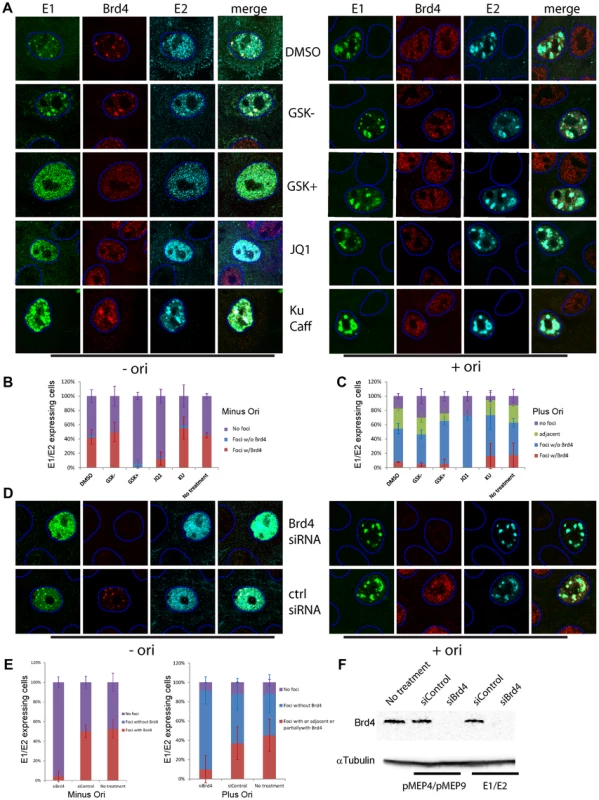 Brd4 is required for the formation of E1–E2 replication foci but viral genome replication obviates this need.