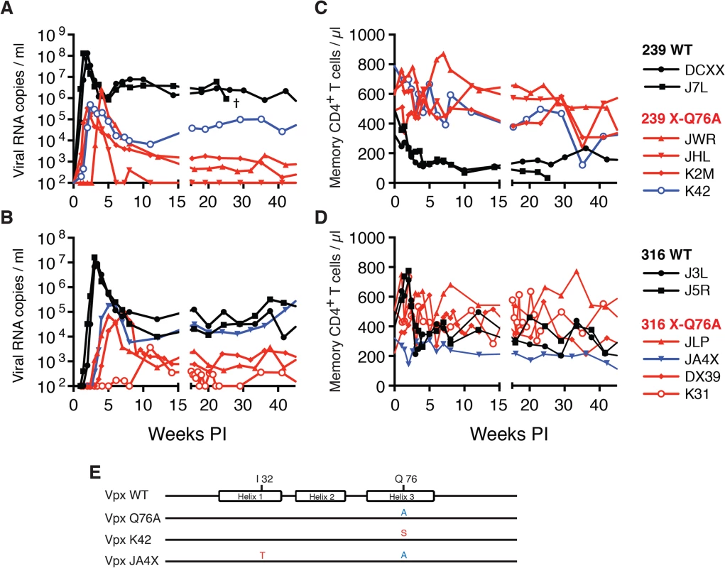 SIVs deficient in degrading SAMHD1 in memory CD4<sup>+</sup> T cells exhibit an attenuated replication phenotype in inoculated rhesus macaques.