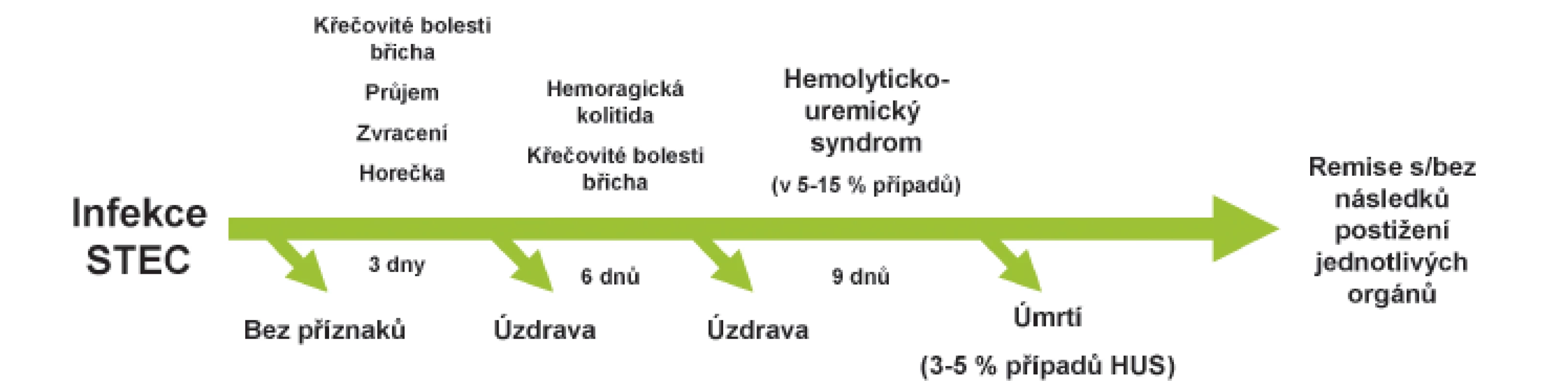 Průběh infekce STEC.