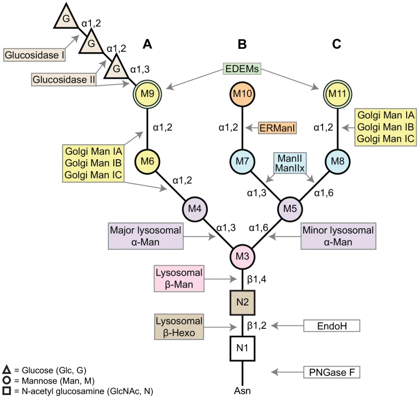 A schematic of the asparagine (Asn, N)-linked oligosaccharide precursor, Glc<sub>3</sub>Man<sub>9</sub>GlcNAc<sub>2</sub>.