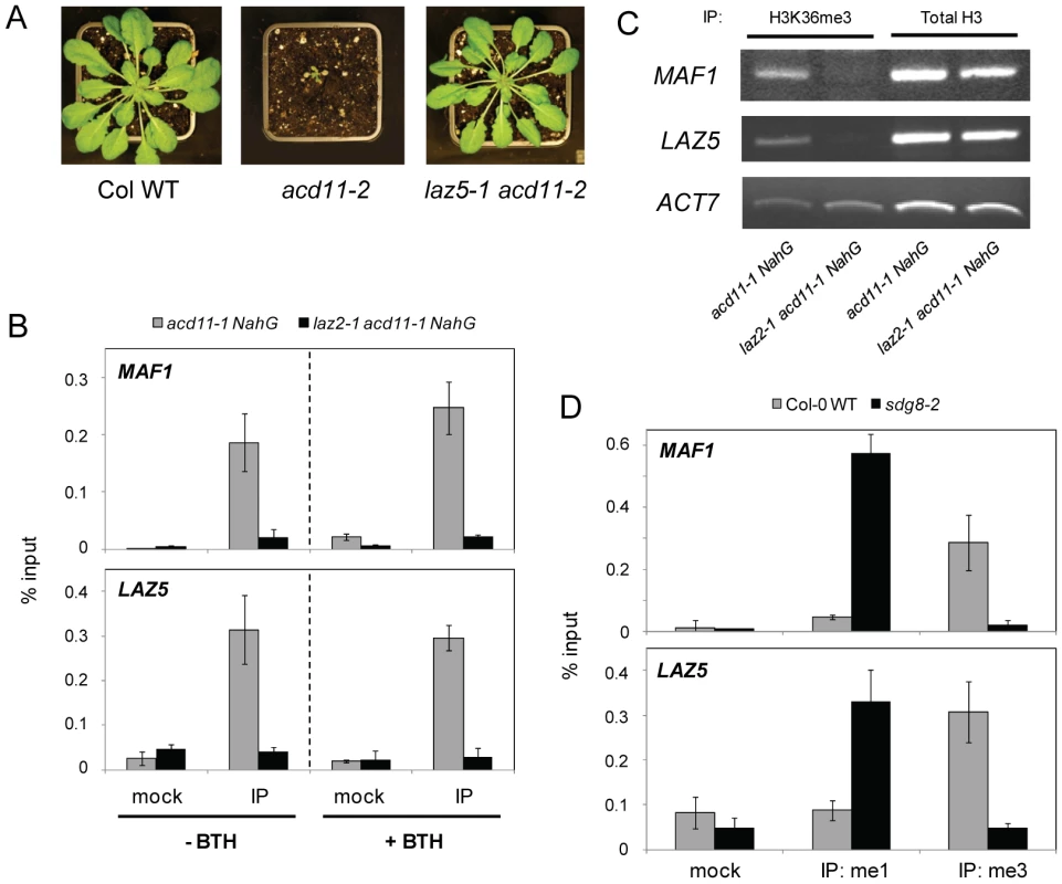 SDG8 regulates LAZ5 and modifies chromatin at the <i>LAZ5</i> locus.