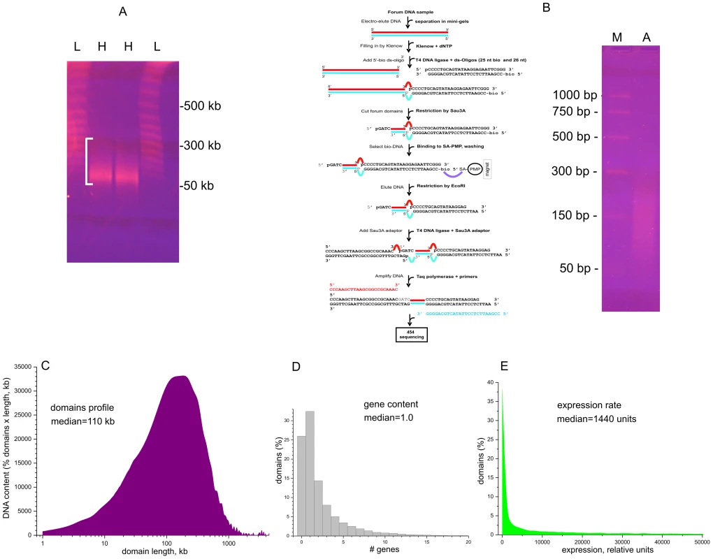 Isolation and amplification of terminal regions of forum domains and general properties of domains.