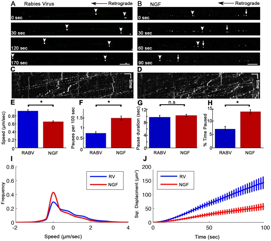 Rabies virus retrograde transport in DRG is faster and more directed than that of NGF.