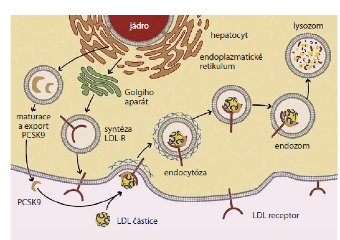 Schematické znázornění funkce PCSK9 v metabolizmu LDL receptoru.